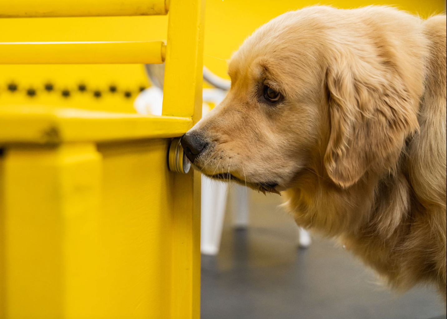 Sit Happens! Companion Dog Training Recognized With 2025 Consumer Choice Award for Pet Training in Southern Alberta